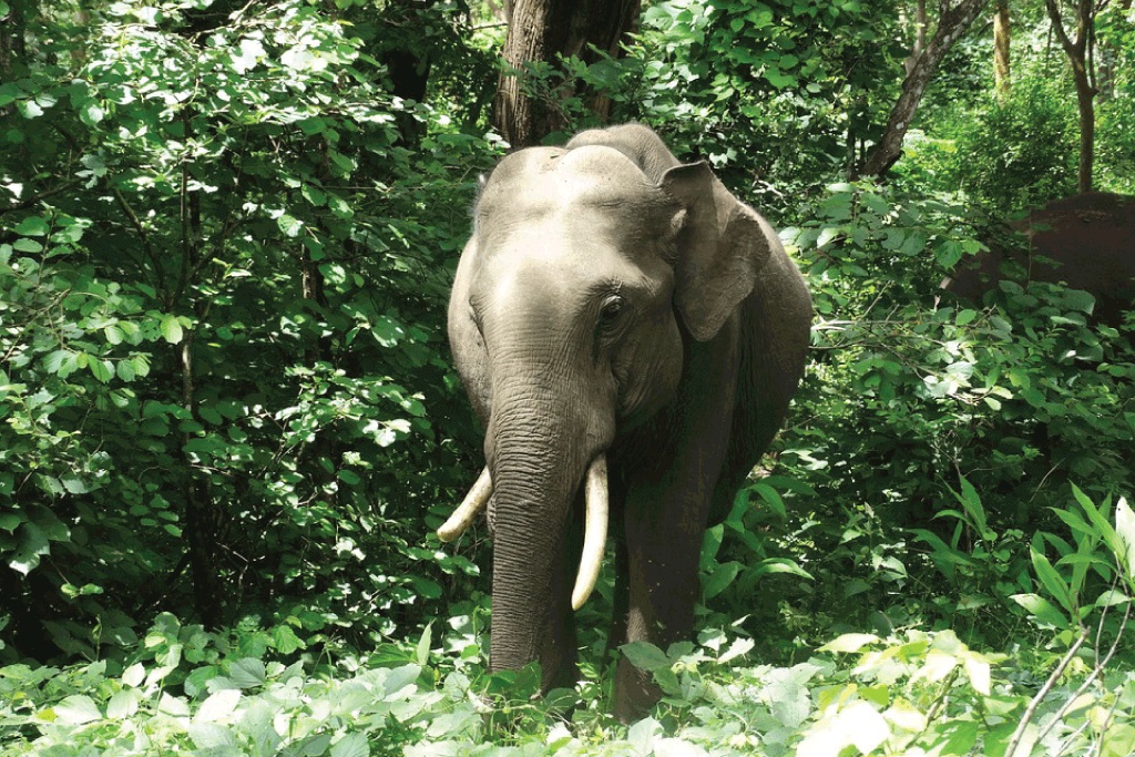 Vatsyayana Resorts