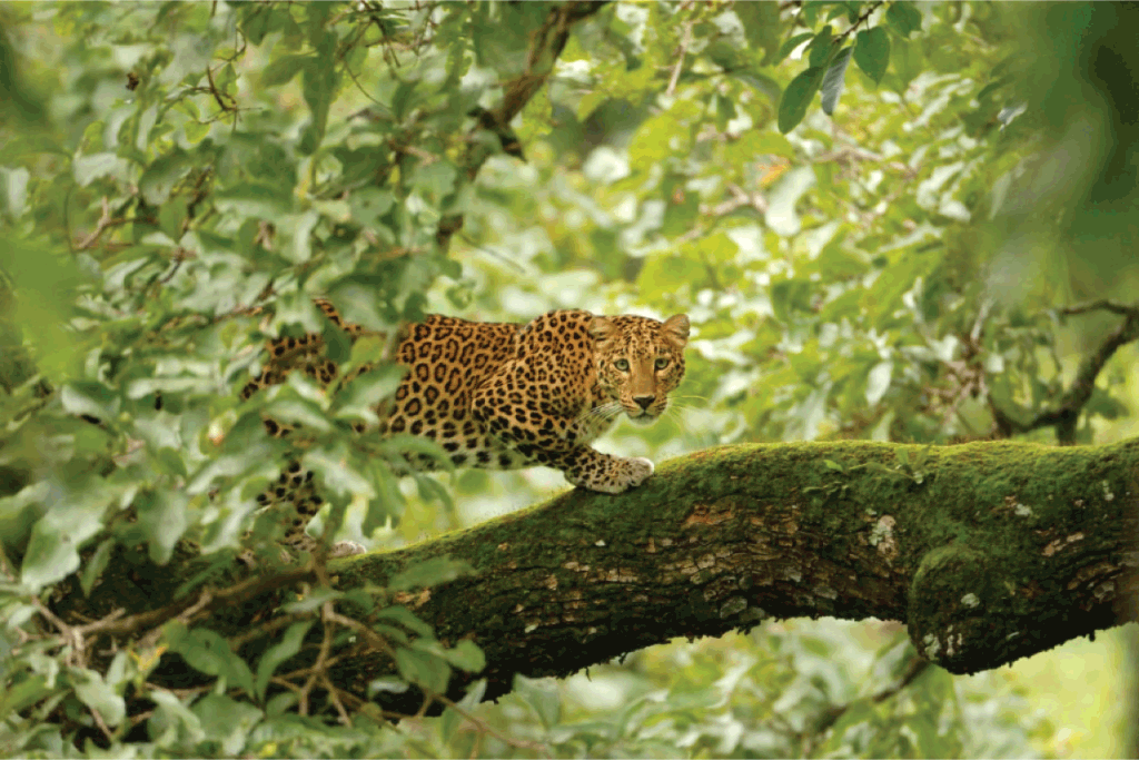 Vatsyayana Resorts