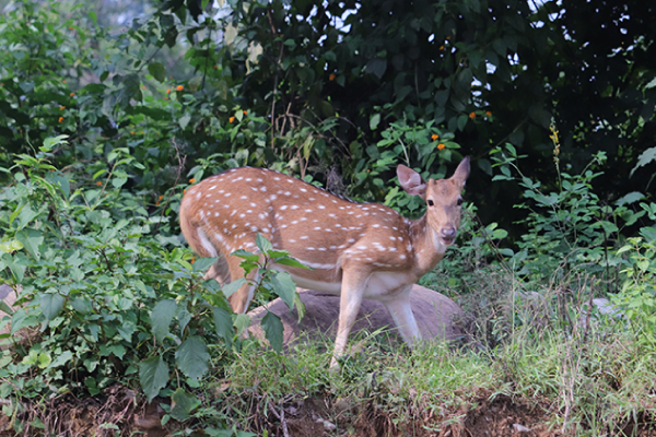 resorts near delhi for corporate outing