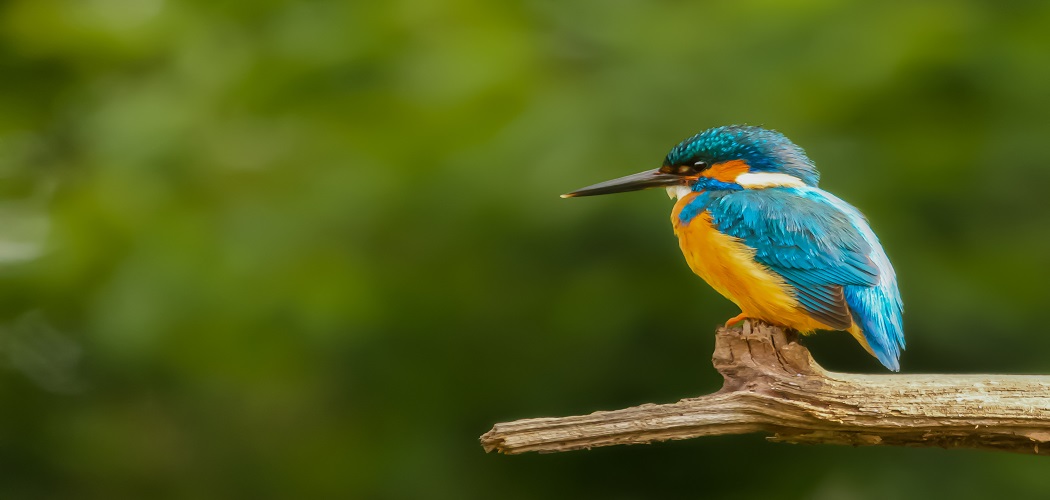 How many species of birds are there in Jim Corbett National Park?
