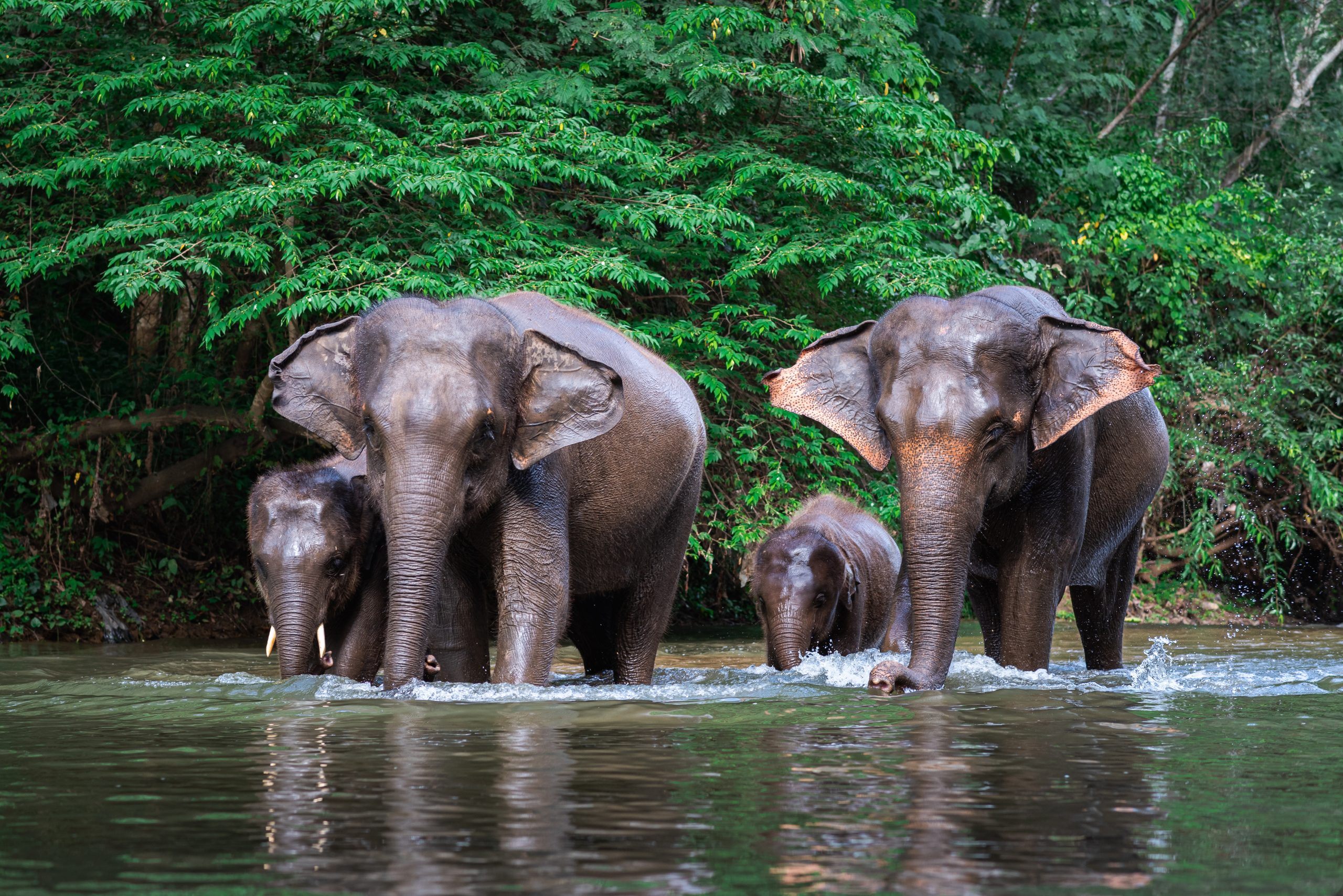 Jim Corbett National Park